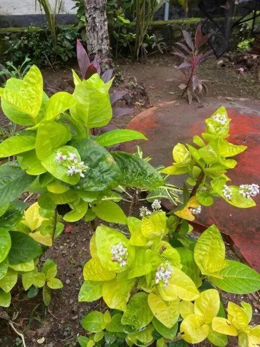 Ushas Guest House Kovalam