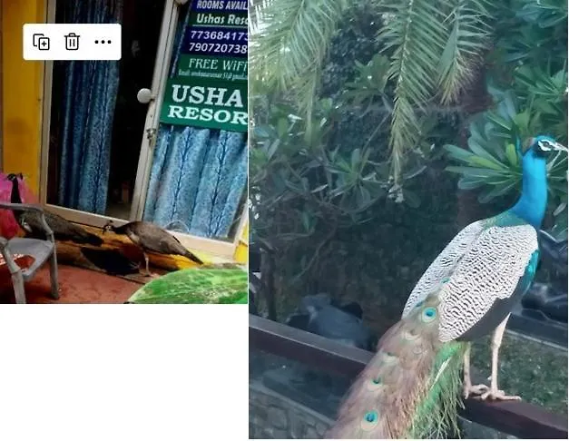 Ushas Guest House Kovalam 2*,